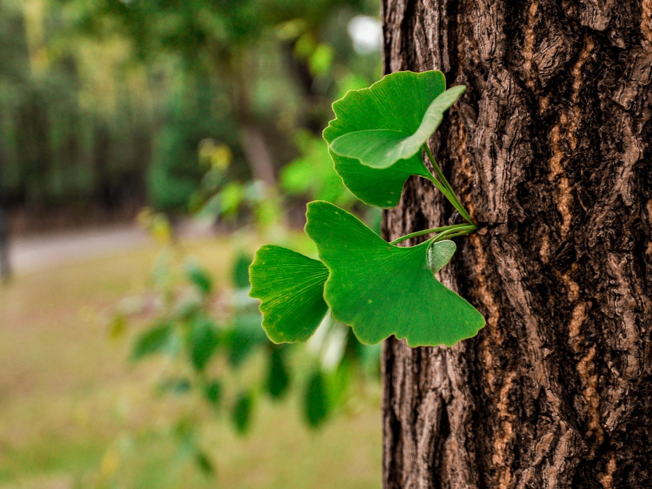 Ginkmedis, Medis, Lapai, Nemokamos Nuotraukos,  Nemokama Licenzija