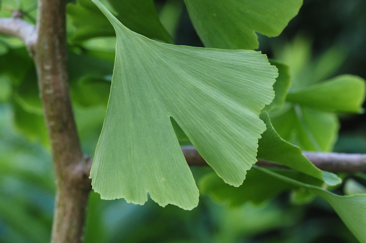 Ginkmedis, Lapai, Medis, Vaistinis Augalas, Augalas, Žalias, Nemokamos Nuotraukos,  Nemokama Licenzija