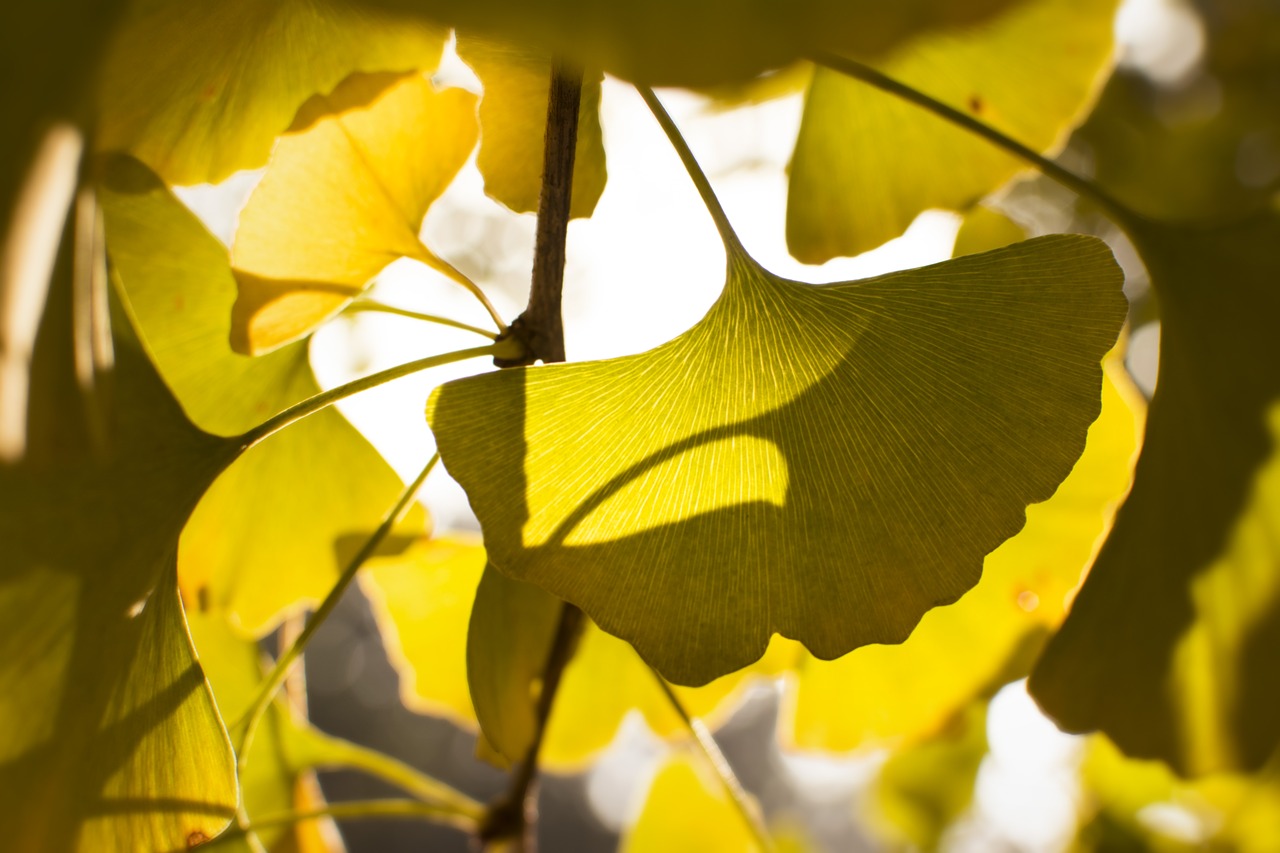 Ginkmedis, Saulės Šviesa, Apšvietimas, Auksas, Ruduo, Medis, Lapai, Nemokamos Nuotraukos,  Nemokama Licenzija