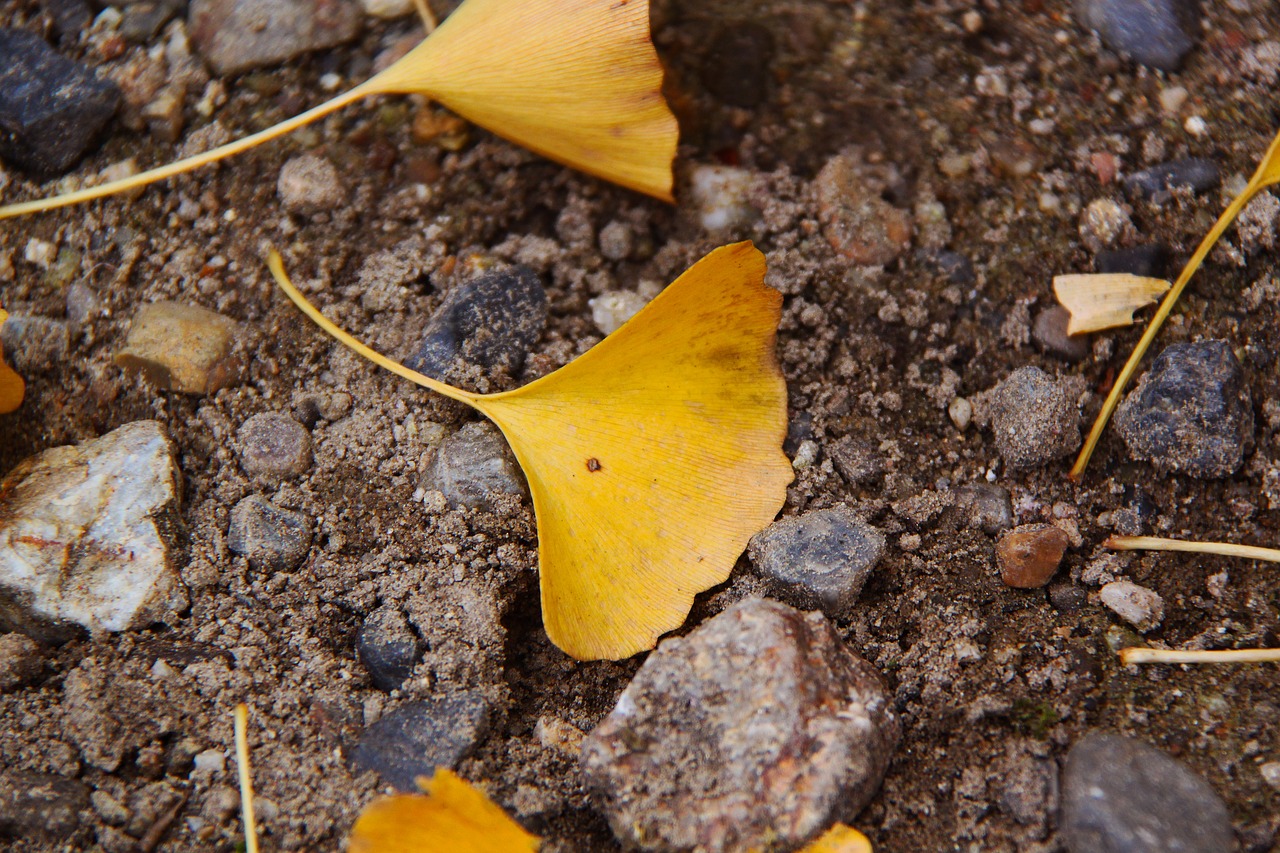 Ginkmedis, Geltona, Ruduo, Smėlis, Nara, Japonija, Sezonas, Natūralus, Lauke, Nemokamos Nuotraukos