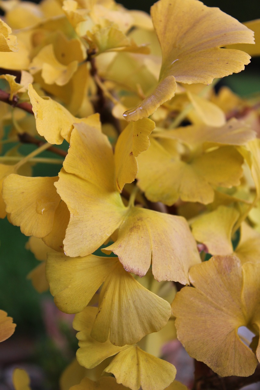 Ginkmedis, Geltona, Ruduo, Augalas, Ginkmedžio Lapelis, Flora, Ventiliatoriaus Lapų Medis, Marika, Nemokamos Nuotraukos,  Nemokama Licenzija