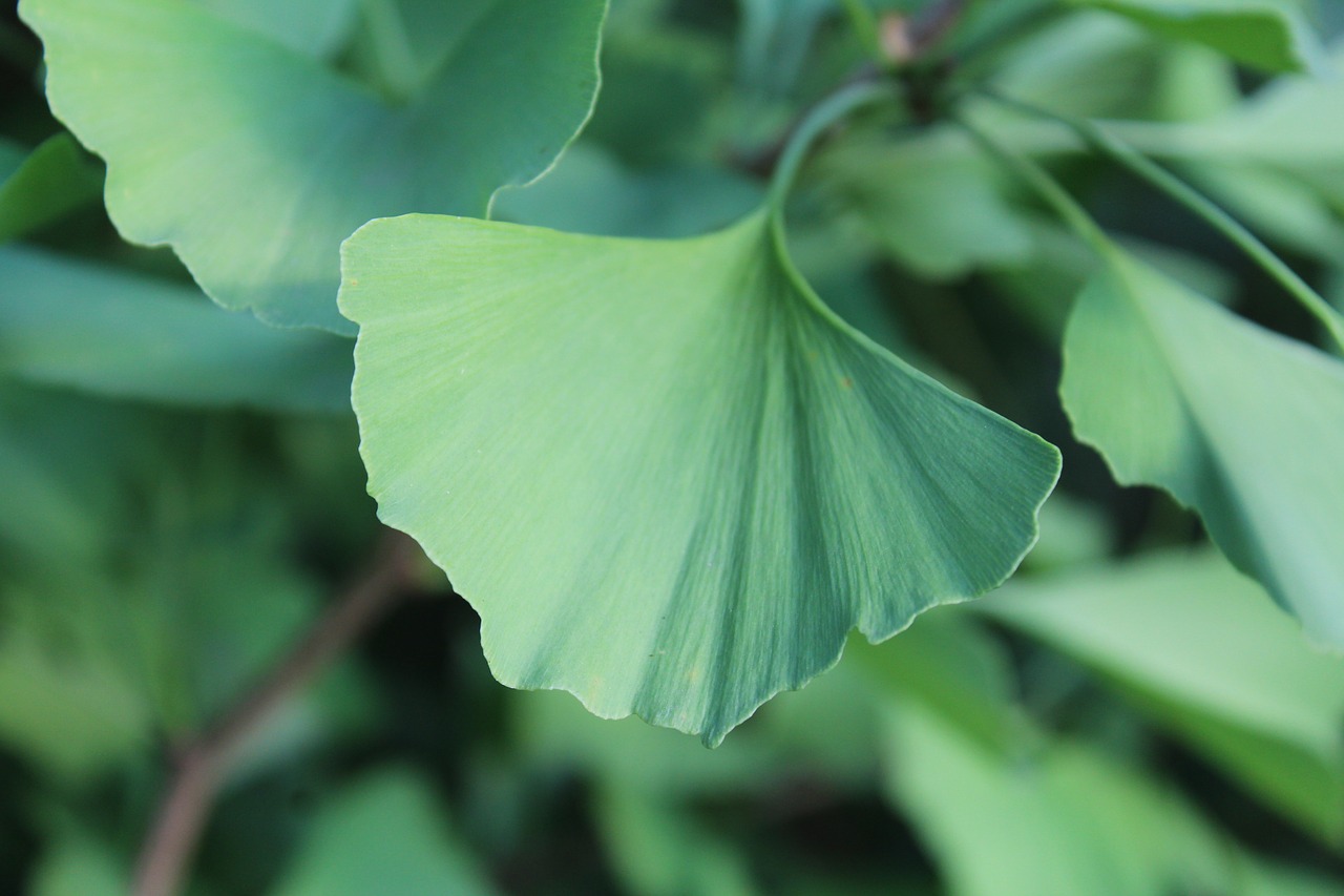 Ginkmedis, Lapai, Žalias, Nemokamos Nuotraukos,  Nemokama Licenzija