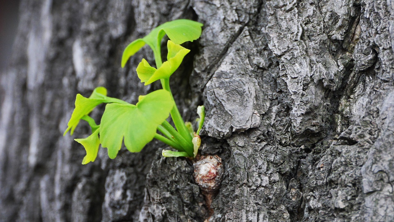 Ginkgo,  Mediena,  Pobūdį,  Augalai,  Aplinka,  Lapų,  Žalias,  Pavasaris,  Šis Tipas,  Švieži Vidutiniai