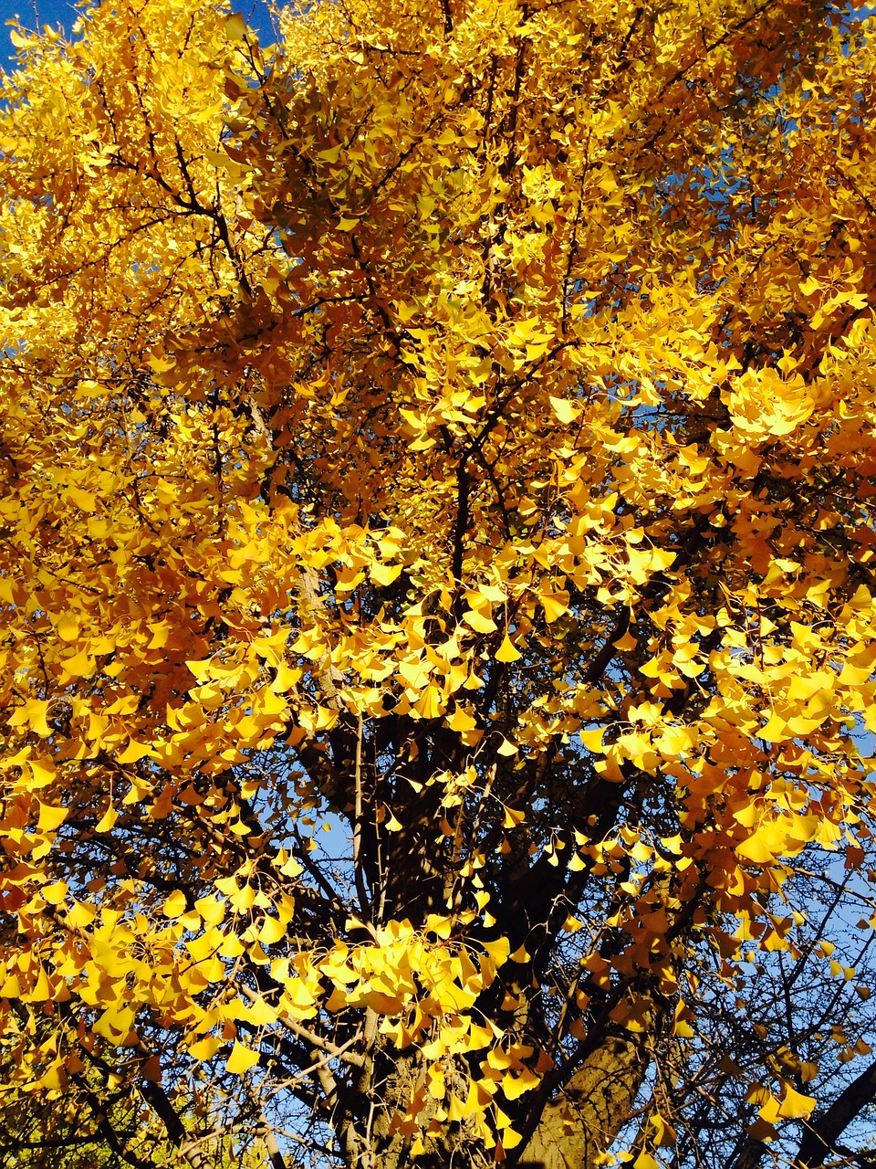 Ginkmedis, Ginkmedžio Medžiai, Geltona Ginkmedžio Medis, Nemokamos Nuotraukos,  Nemokama Licenzija