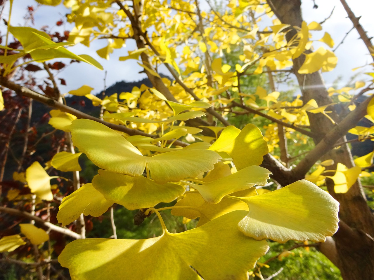 Ginkmedis, Medis, Lapai, Lapai, Nemokamos Nuotraukos,  Nemokama Licenzija