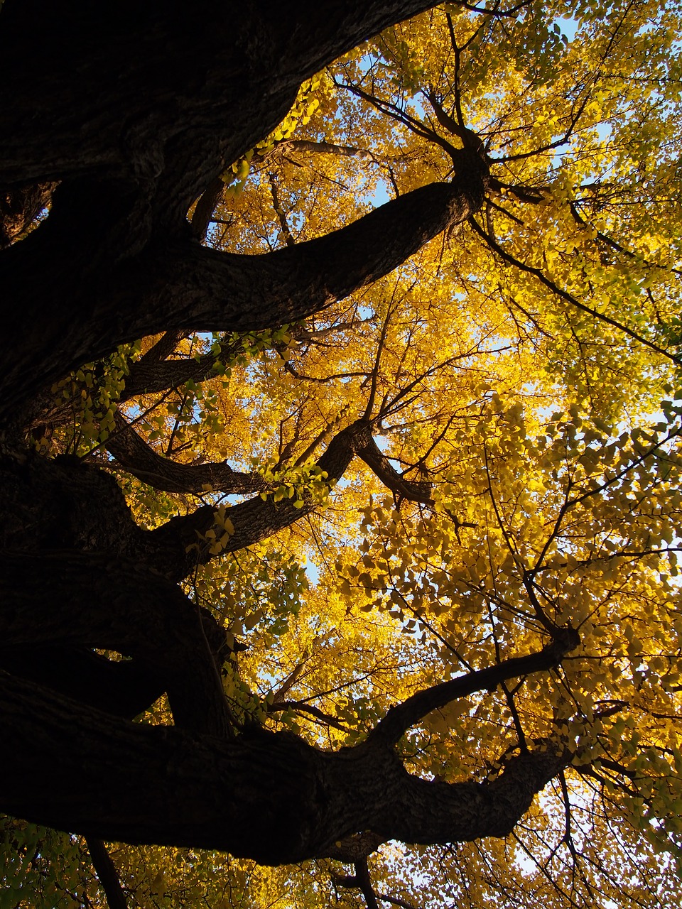 Ginkgo Biloba, Didelis Medis, Stiebas, Ruduo, Saulės Spinduliai, Gingko Medis, Japonija, Geltona, Parkas, Rudens Lapai