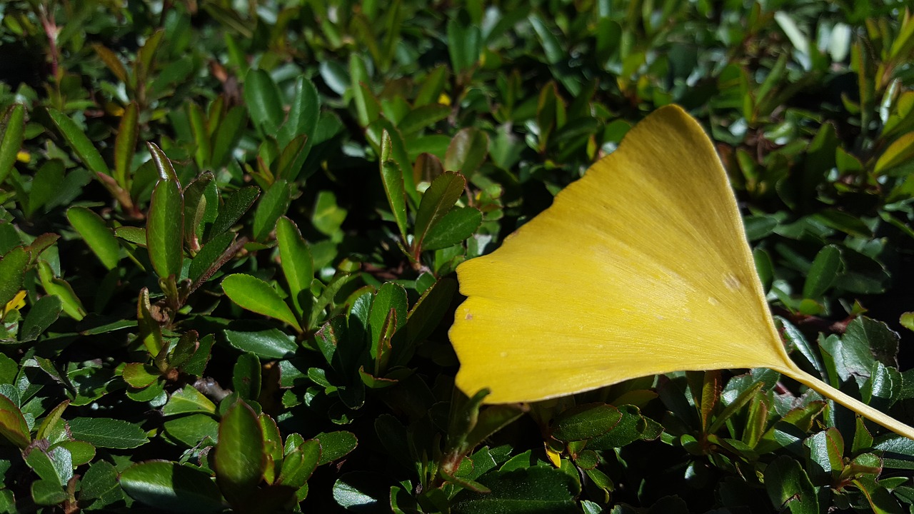 Ginkgo Biloba, Auksas, Geltona, Žalias, Žalia Žolė, Nemokamos Nuotraukos,  Nemokama Licenzija