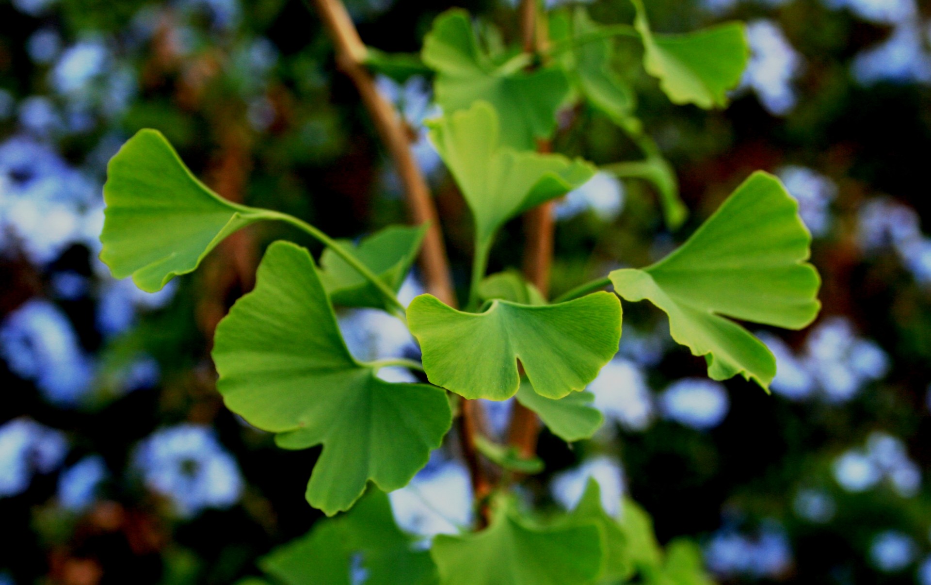 Medis,  Lapai,  Žalias,  Lobed,  Gėlės,  Plumbago,  Mėlynas,  Sodas,  Ginkgo Biloba Ir Bluebush, Nemokamos Nuotraukos