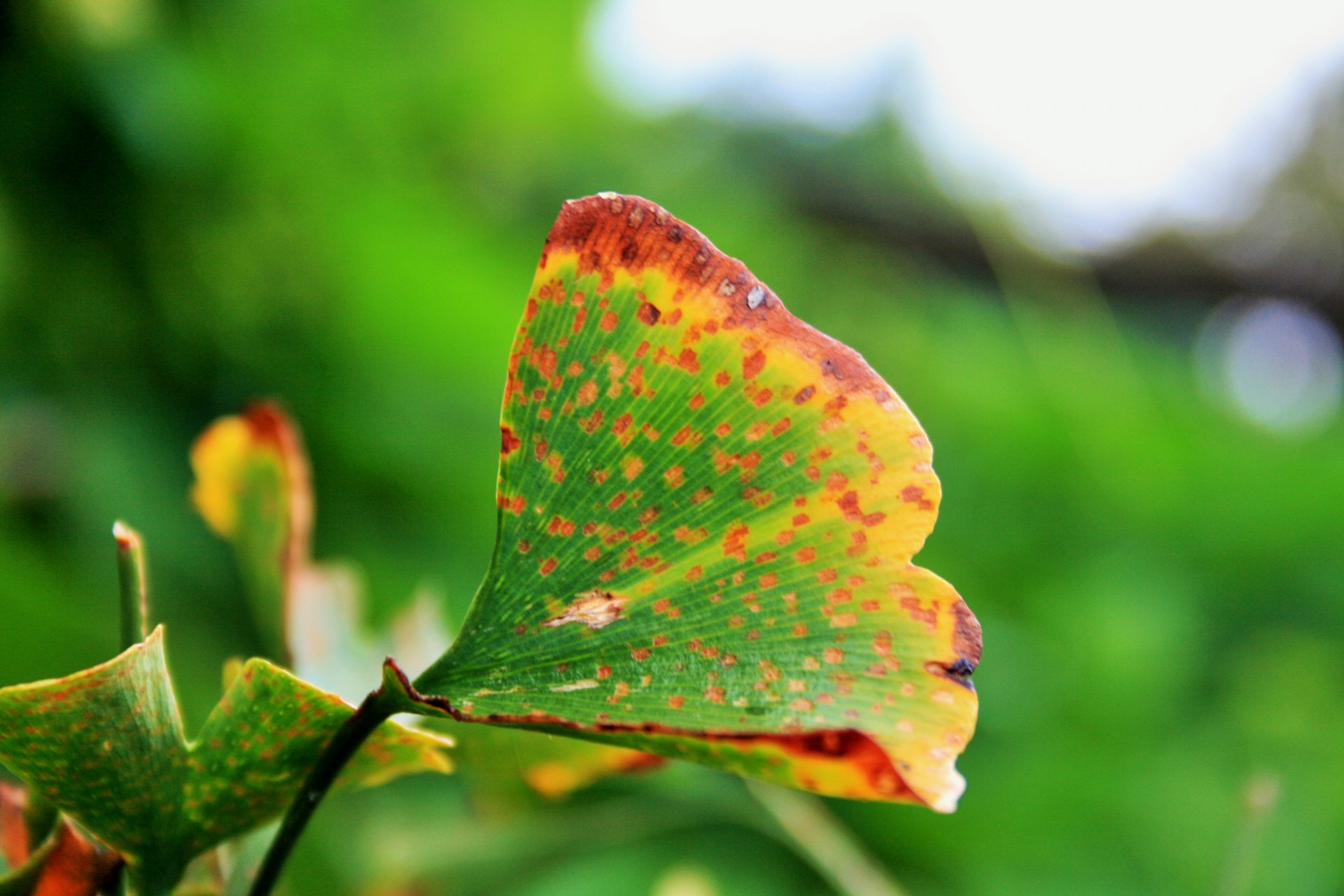 Ginkgo & Nbsp,  Biloba,  Lapai,  Žalias,  Keičiant & Nbsp,  Spalvą,  Oranžinė,  Geltona,  Ginkmedžio Biloba Pagelsta, Nemokamos Nuotraukos