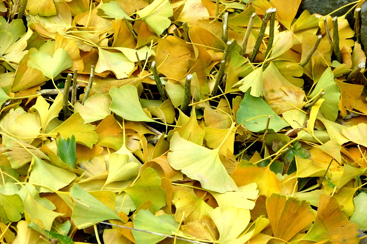 Ginkmedžio Lapai, Ruduo, Lapai, Dažymas, Nemokamos Nuotraukos,  Nemokama Licenzija