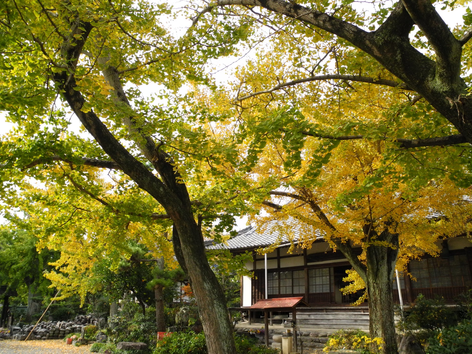 Ginkmedis,  Ichijyo-Ji,  Geltona,  Medis,  Gifu,  Japonija,  Ginkmedis, Nemokamos Nuotraukos,  Nemokama Licenzija