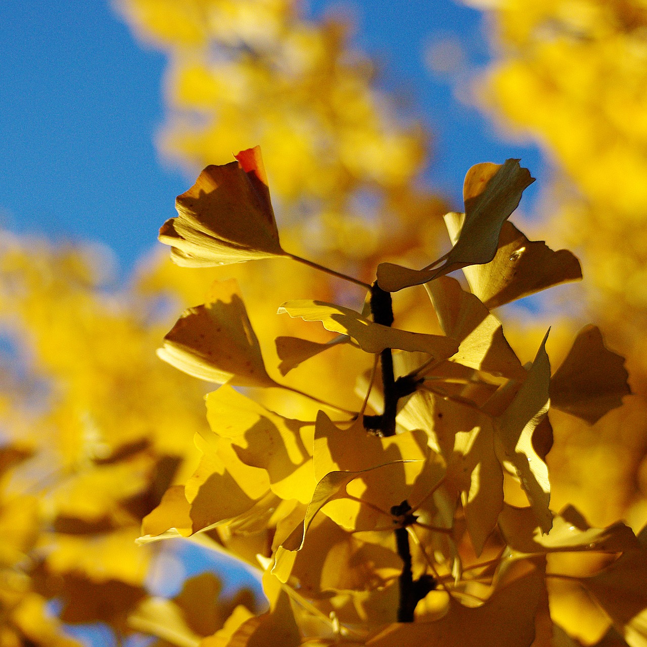 Ginko, Medis, Krūmas, Lapai, Ginkmedžio Medis, Ruduo, Ginkmedis, Geltona, Aukso Ruduo, Nuotrauka