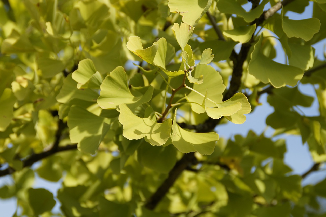 Ginko, Žalias, Lapai, Medis, Kinija, Ruduo, Gingko, Nemokamos Nuotraukos,  Nemokama Licenzija