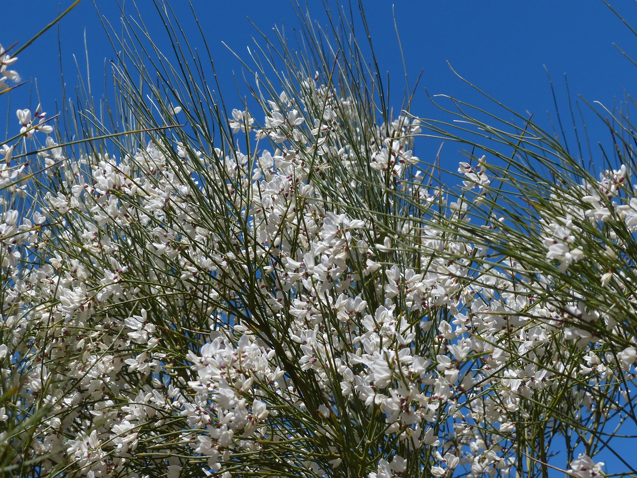 Gintster, Gėlės, Balta, Krūmas, Paprastas Retama, Retama-Šluota, Retama Sphaerocarpa, Tenerifė, Nemokamos Nuotraukos,  Nemokama Licenzija