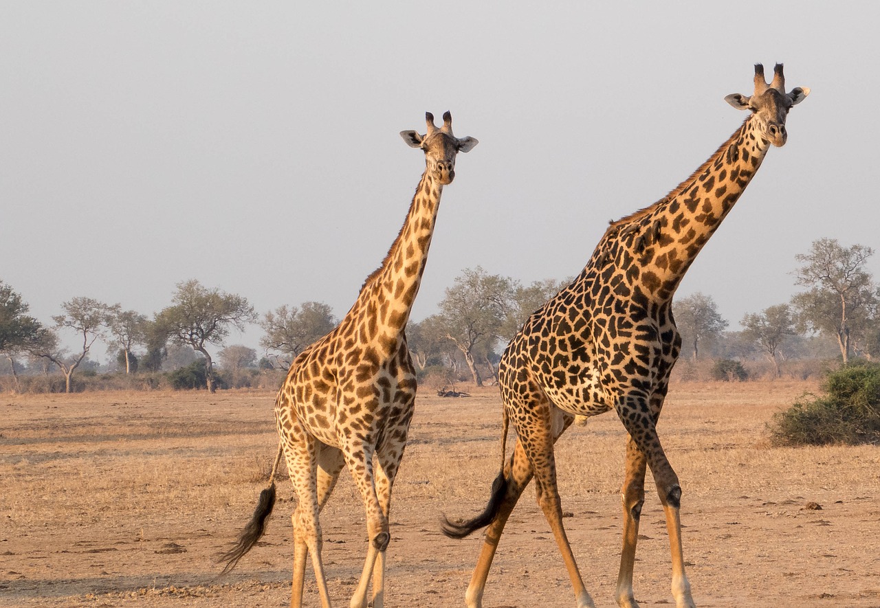 Girafe, Afrika, Gyvūnas, Žirafa, Gamta, Laukinė Gamta, Zambija, Rezervas, Ekoturizmas, Nemokamos Nuotraukos