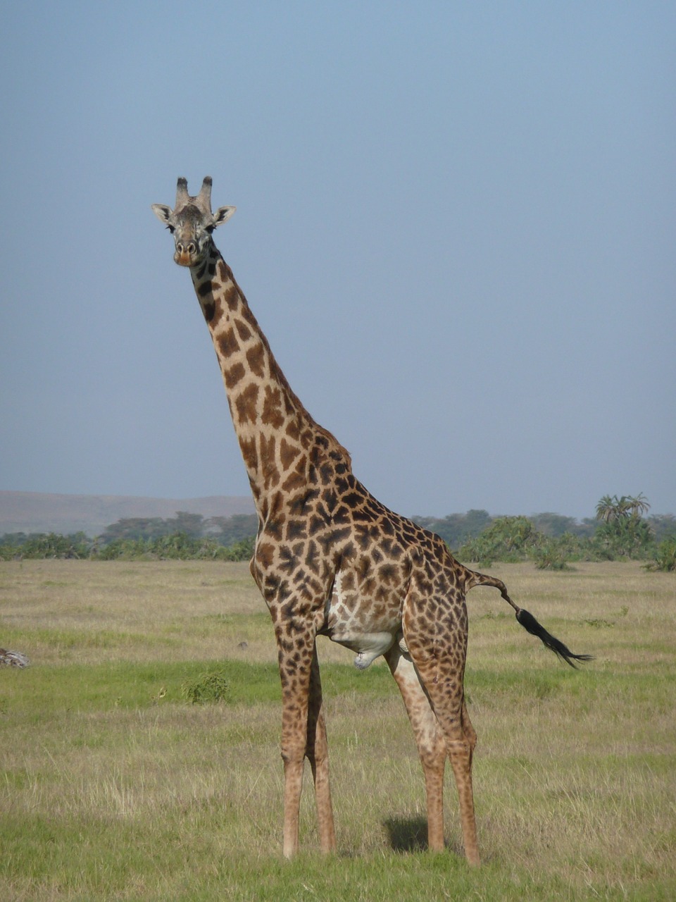 Žirafa, Kenya, Afrika, Safari, Gamta, Laukinė Gamta, Nemokamos Nuotraukos,  Nemokama Licenzija