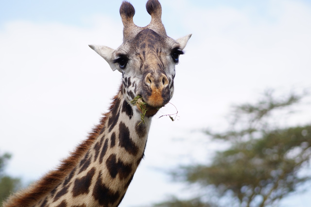 Žirafa, Valgyti Žirafą, Kaklas, Galva, Žiurkių Žandikaulis, Žirafos Galvutė, Tanzanija, Nemokamos Nuotraukos,  Nemokama Licenzija
