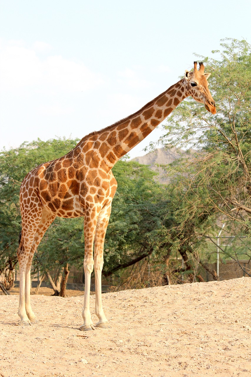 Žirafa, Zoologijos Sodas, Parkas, Žolė, Ganyklos, Ilgai, Kaklas, Safari, Laukinė Gamta, Gyvūnas