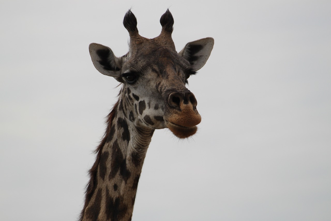 Žirafa, Afrika, Safari, Serengeti, Nemokamos Nuotraukos,  Nemokama Licenzija