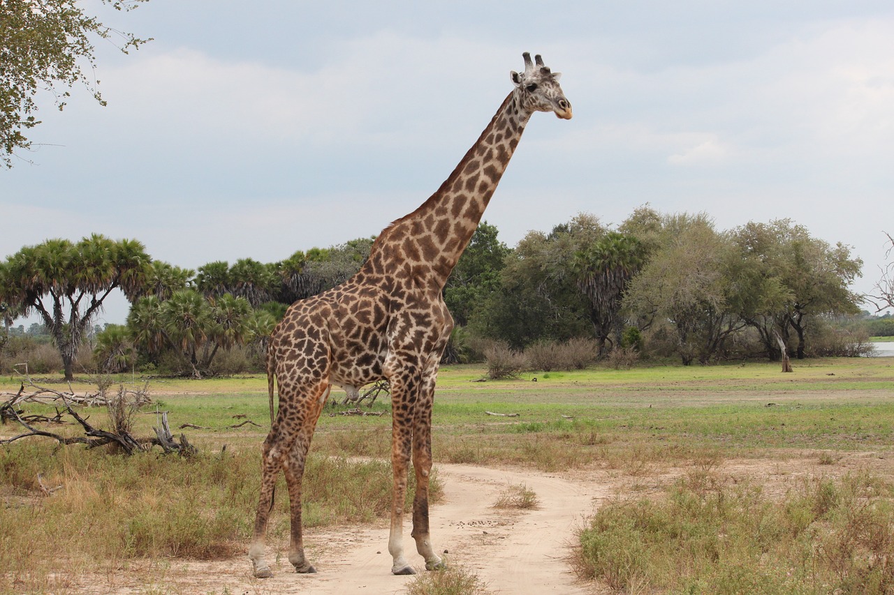 Žirafa, Gamta, Safari, Afrika, Rezervas, Serengeti, Nemokamos Nuotraukos,  Nemokama Licenzija