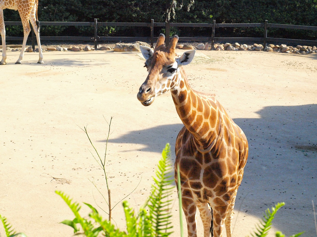 Žirafa, Taronga, Zoologijos Sodas, Laukinė Gamta, Zoologija, Rūšis, Aplinka, Lauke, Gamta, Gyvūnas