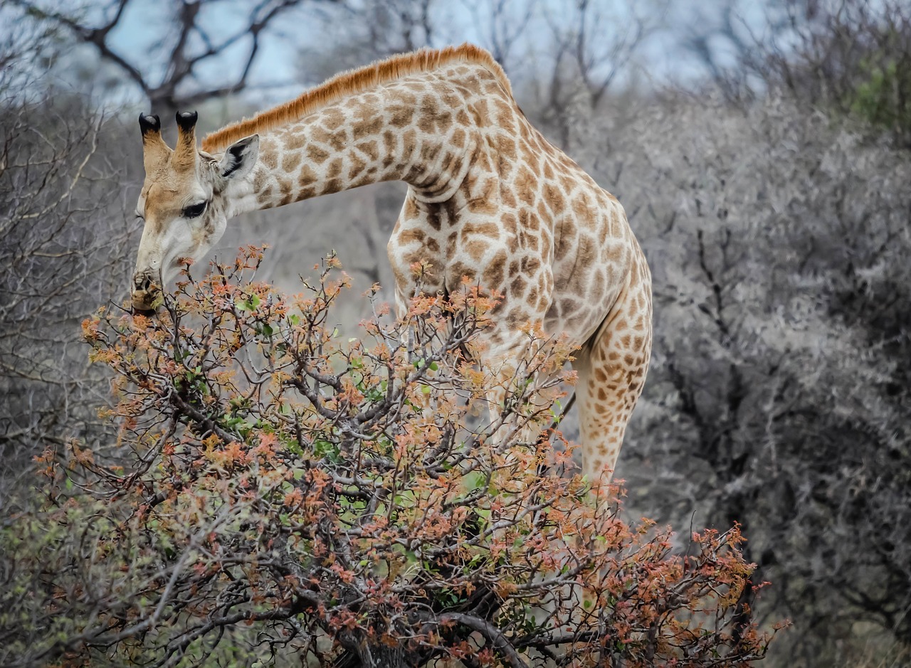 Žirafa, Valgymas, Gyvūnas, Žinduolis, Laukinė Gamta, Laukiniai, Afrika, Kaklas, Safari, Portretas
