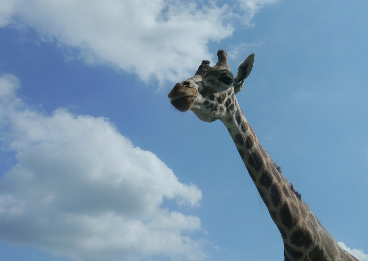 Žirafa, Afrika, Serengeti, Dangus, Mėlynas, Debesys, Žirafa Iš Apačios, Gamta, Nemokamos Nuotraukos,  Nemokama Licenzija