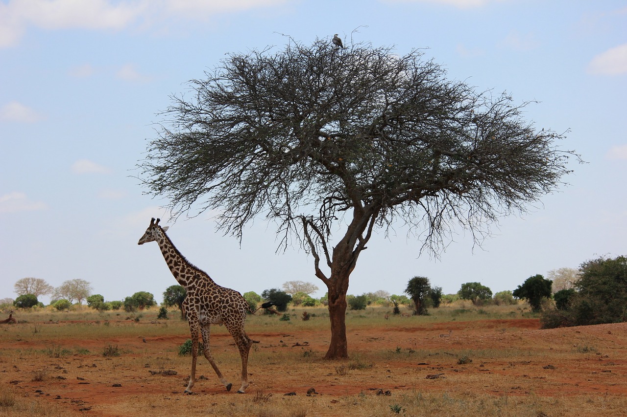 Žirafa, Safari, Kenya, Nemokamos Nuotraukos,  Nemokama Licenzija