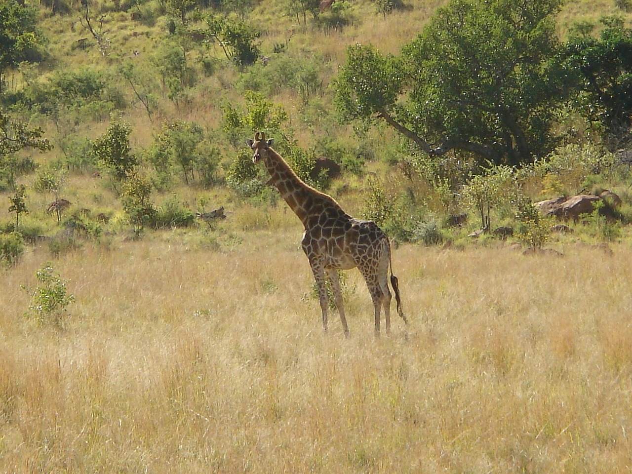 Žirafa, Laukinė Gamta, Laukiniai, Žinduolis, Afrikos, Kaklas, Ilgai, Safari, Nacionalinis Parkas, Afrika