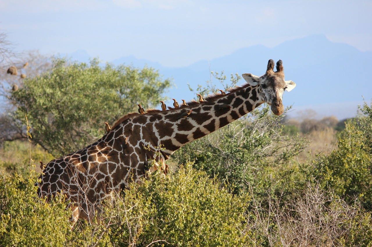 Žirafa, Tsavo, Safari, Gamta, Nemokamos Nuotraukos,  Nemokama Licenzija