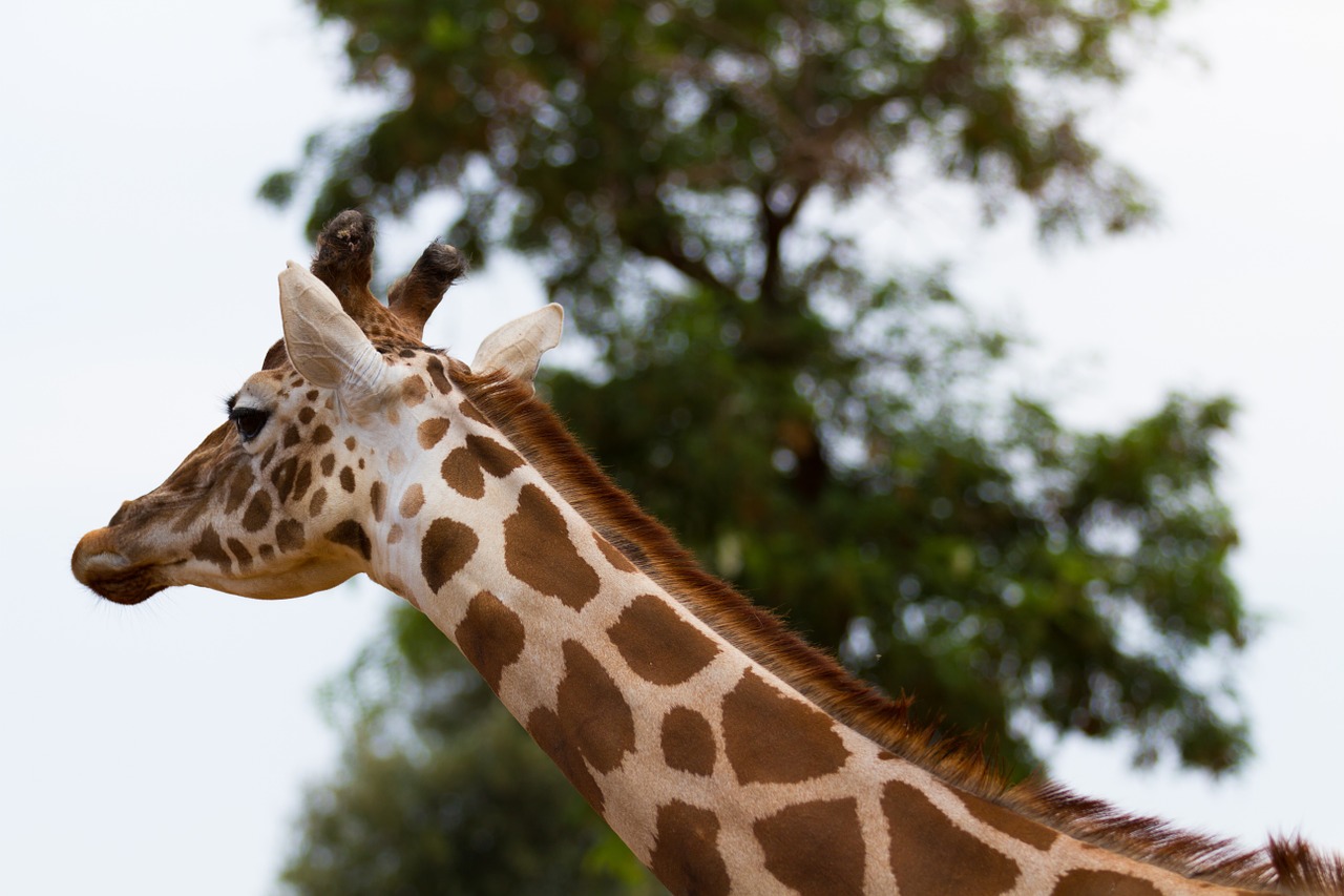 Žirafa, Gamta, Gyvūnai, Nemokamos Nuotraukos,  Nemokama Licenzija