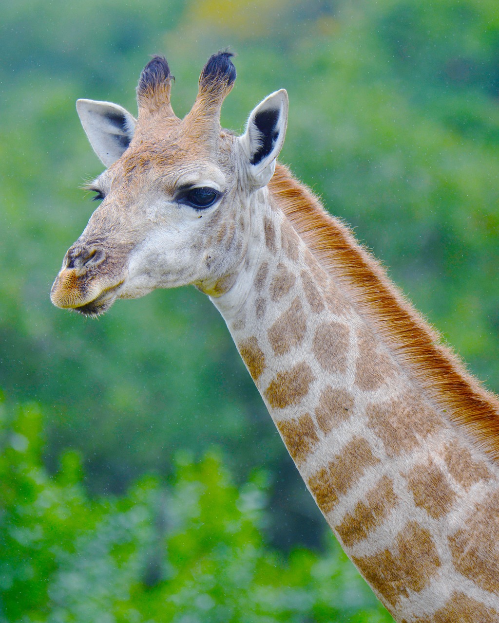 Žirafa, Pietų Afrika, Jūros Vaizdai, Liūto Parkas, Nemokamos Nuotraukos,  Nemokama Licenzija