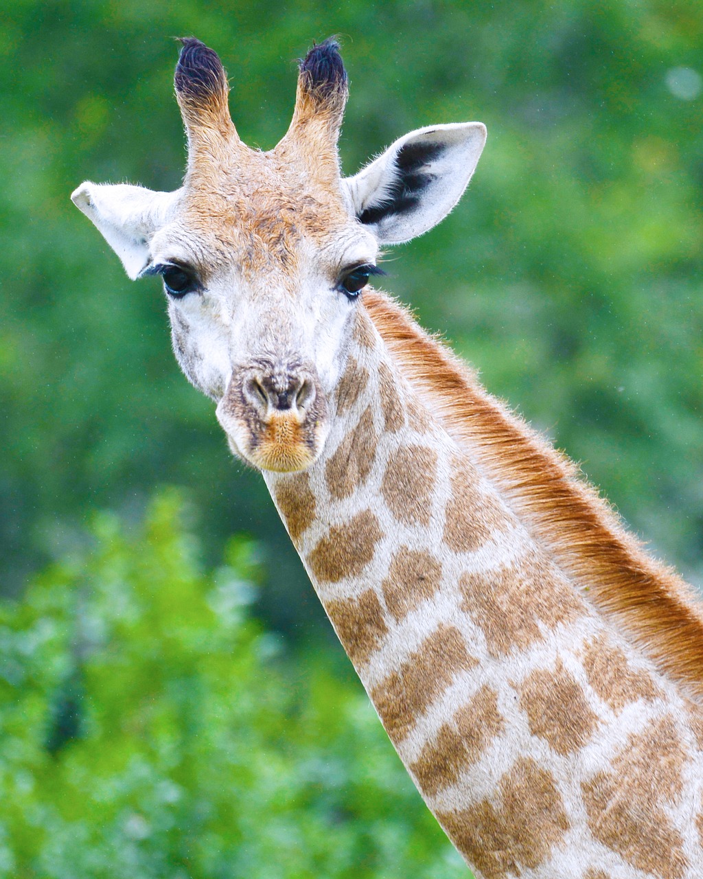 Žirafa, Pietų Afrika, Safari, Jūros Vaizdai, Liūto Parkas, Nemokamos Nuotraukos,  Nemokama Licenzija