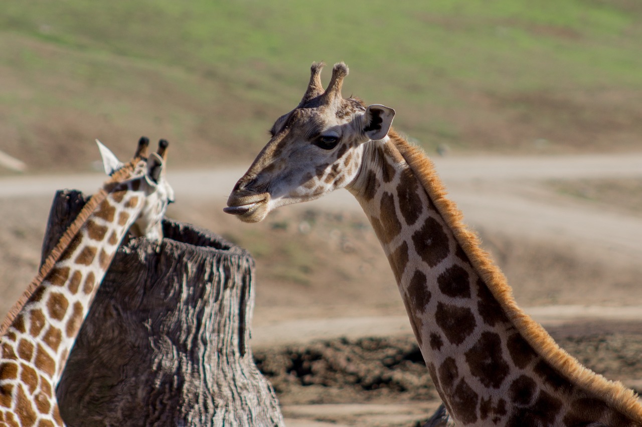 Žirafa, Juokinga, Liežuvis, Juokingi Gyvūnai, Nemokamos Nuotraukos,  Nemokama Licenzija