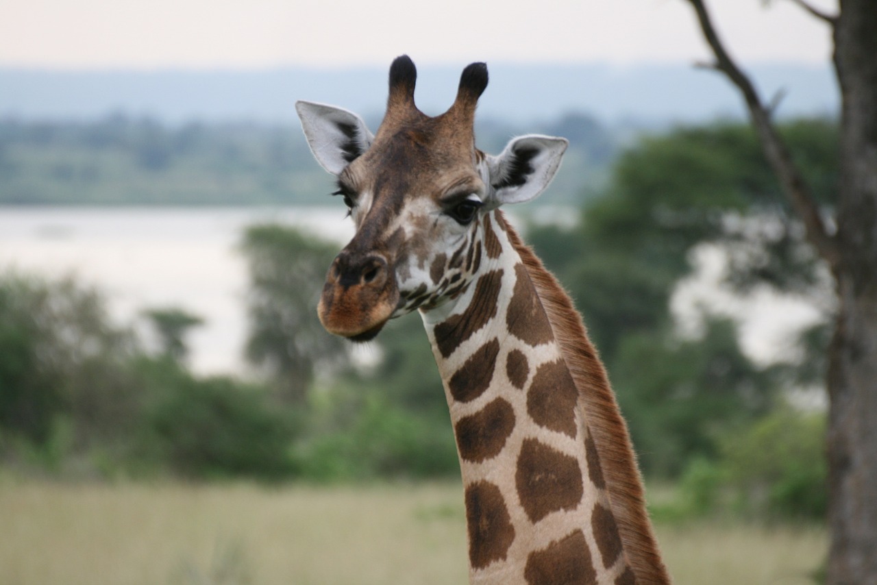 Žirafa, Uganda, Gyvūnas, Nemokamos Nuotraukos,  Nemokama Licenzija