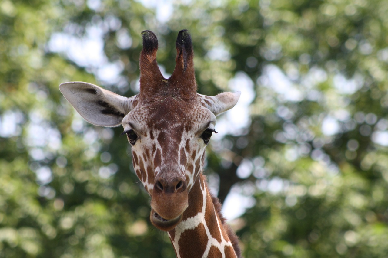 Žirafa, Zoologijos Sodas, Galva, Nemokamos Nuotraukos,  Nemokama Licenzija