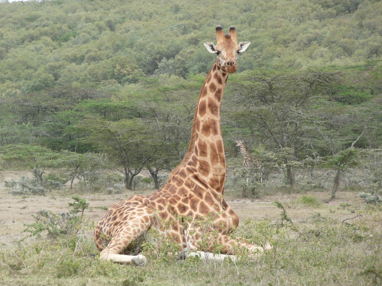 Žirafa, Kenya, Safari, Gyvūnas, Afrika, Laukiniai, Laukinė Gamta, Žinduolis, Gamta, Kelionė