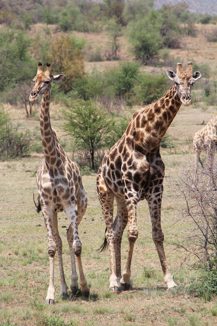 Žirafa, Įdomus, Nuotykis, Safari, Vaizdingas, Gražus, Įdomus, Saulės Miestas, Pilanesbergo Žaidimų Rezervas, Johanesburgas