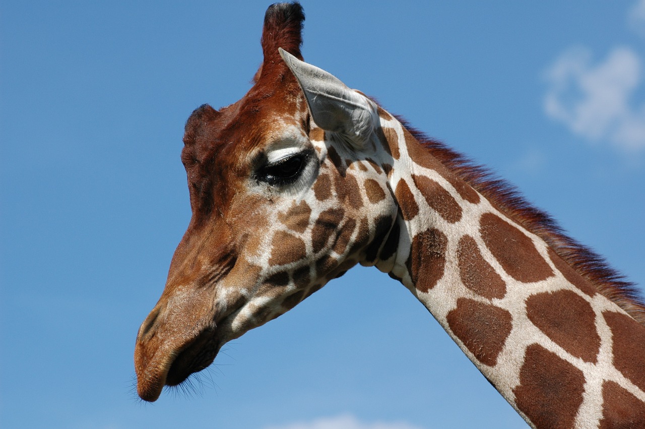 Žirafa, Whipsnade Zoologijos Sodas, Mėlynas Dangus, Nemokamos Nuotraukos,  Nemokama Licenzija