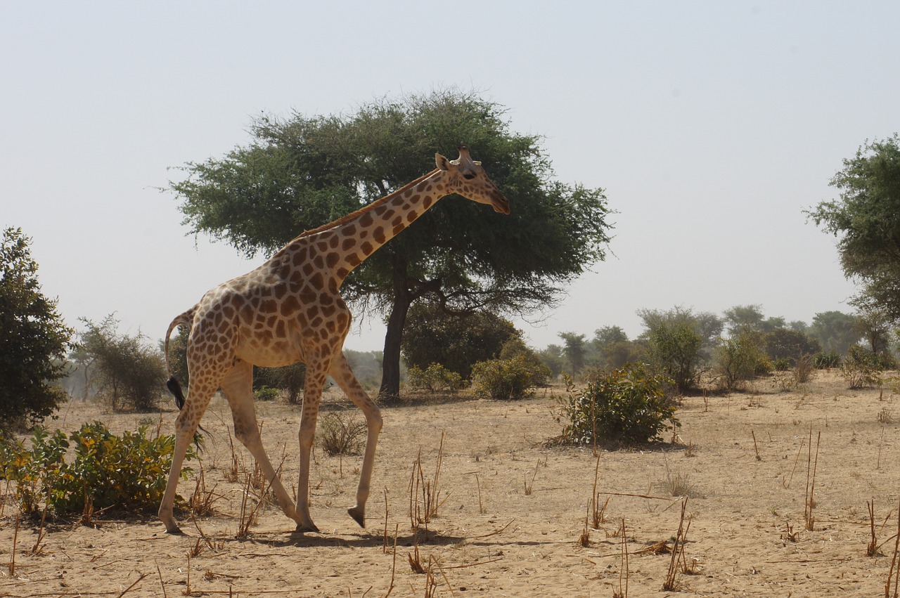 Žirafa, Savana, Afrika, Niger, Kouré, Atrodo, Ambling, Kaklas, Kojos, Puiku