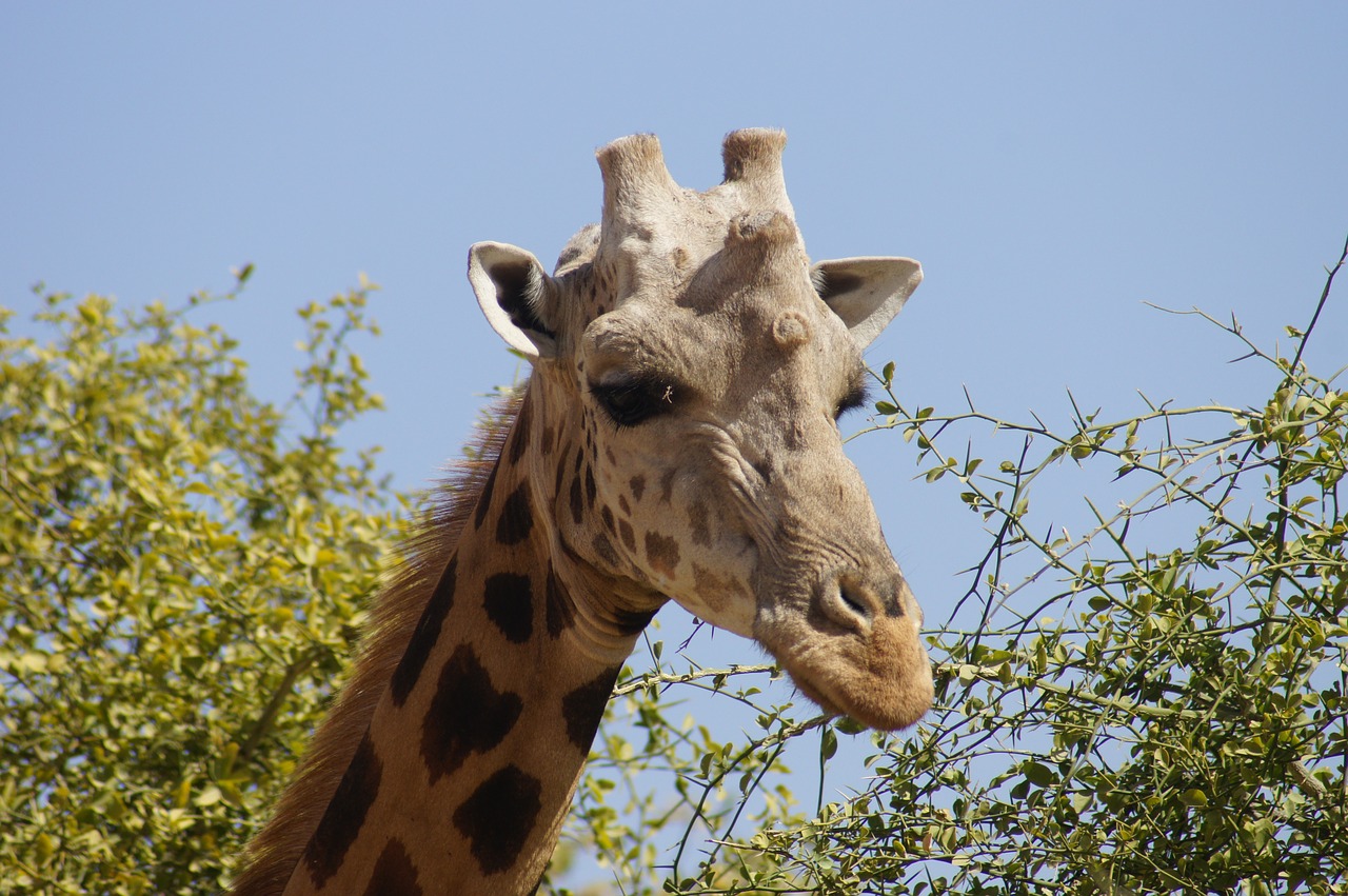 Žirafa, Galva, Kaklas, Patinas, Gyvūnas, Laukiniai, Gamta, Fauna, Afrika, Niger