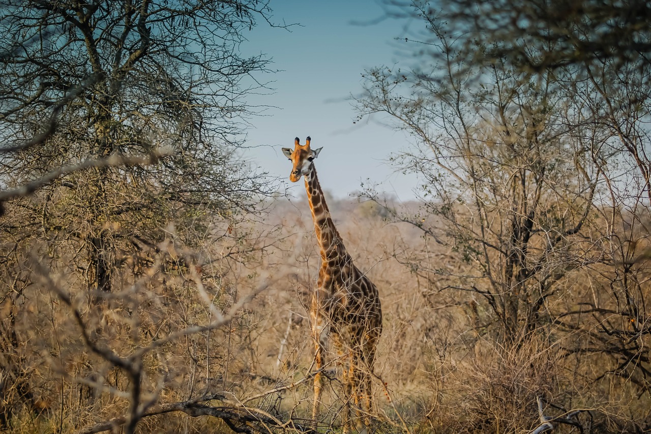 Žirafa, Laukinė Gamta, Afrikos, Gyvūnas, Gamta, Natūralus, Aukštas, Rezervas, Safari, Nemokamos Nuotraukos