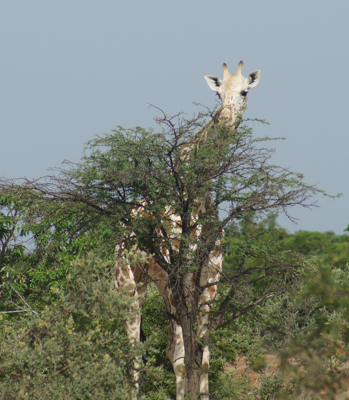 Žirafa, Gyvūnas, Laukiniai, Kouré, Afrika, Niger, Kaklas, Puiku, Kojos, Krūmas