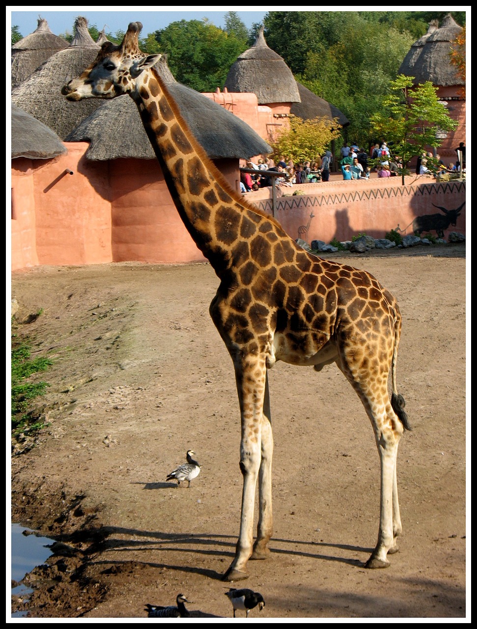 Žirafa, Aukštas, Ruda, Nemokamos Nuotraukos,  Nemokama Licenzija