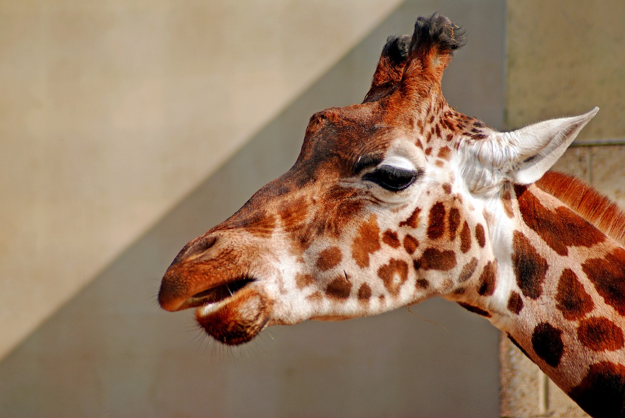 Žirafa, Gyvūnas, Laukiniai, Zoologijos Sodas, Safari, Zoologijos Sodai, Nosis, Profilis, Dėmės, Afrika
