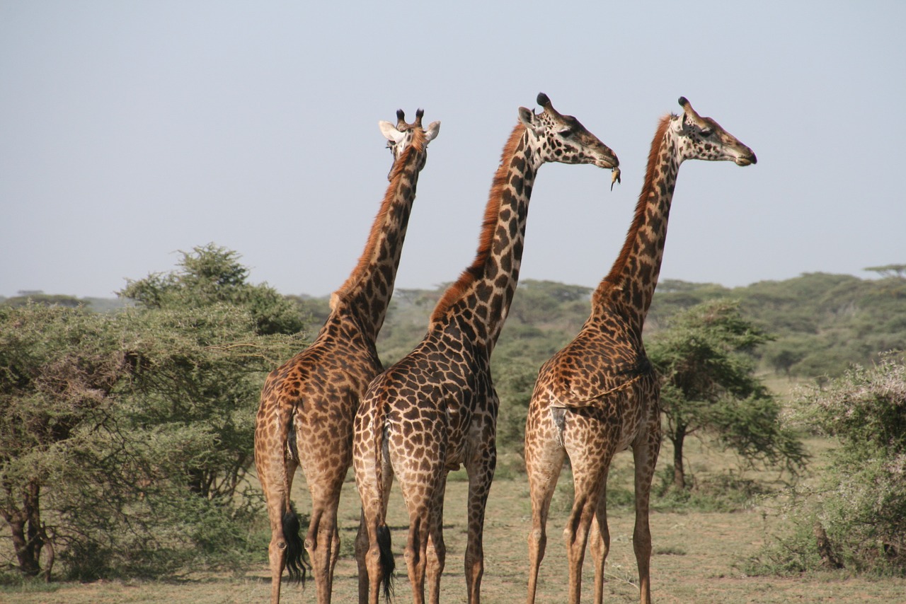 Žirafa, Afrika, Tanzanija, Laukiniai, Savana, Gyvūnas, Safari, Laukinis Gyvūnas, Krūmas, Nemokamos Nuotraukos