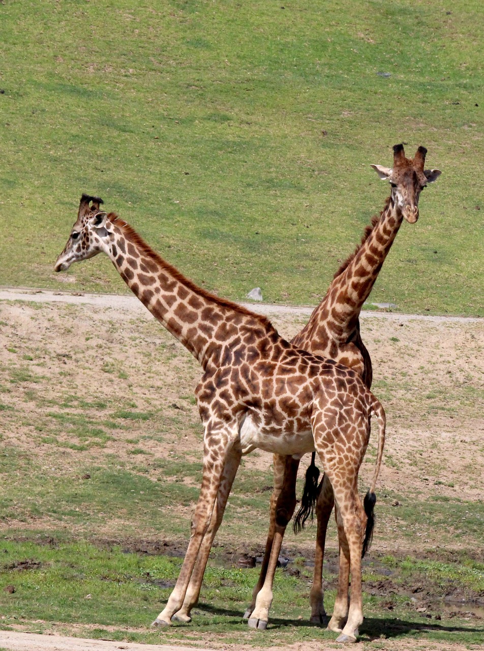 Žirafa, Laukinė Gamta, Gyvūnas, Afrika, Safari, Gamta, Nemokamos Nuotraukos,  Nemokama Licenzija