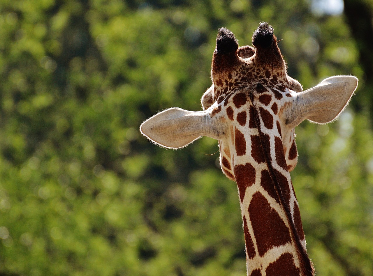 Žirafa, Zoologijos Sodas, Gyvūnas, Gyvūnų Portretas, Tierpark Hellabrunn, Munich, Nemokamos Nuotraukos,  Nemokama Licenzija