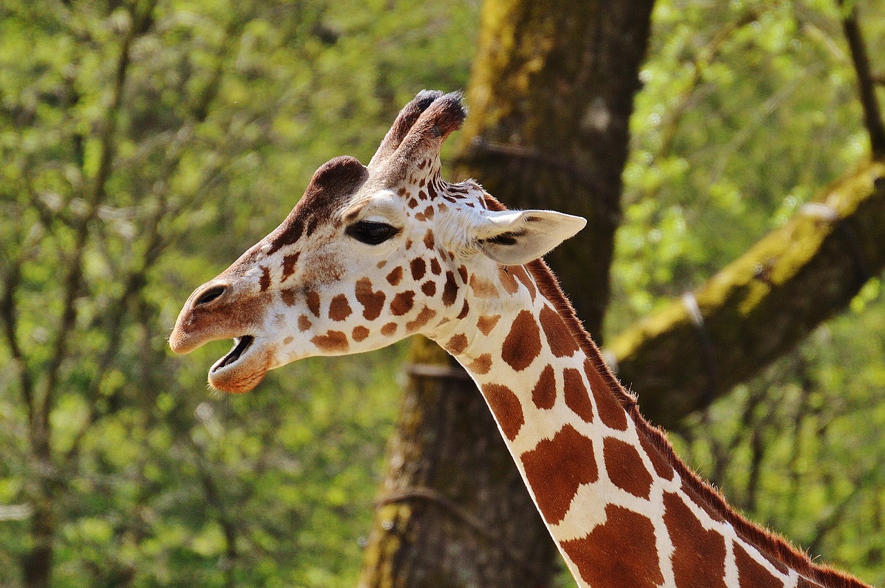 Žirafa, Zoologijos Sodas, Gyvūnas, Gyvūnų Portretas, Tierpark Hellabrunn, Munich, Nemokamos Nuotraukos,  Nemokama Licenzija