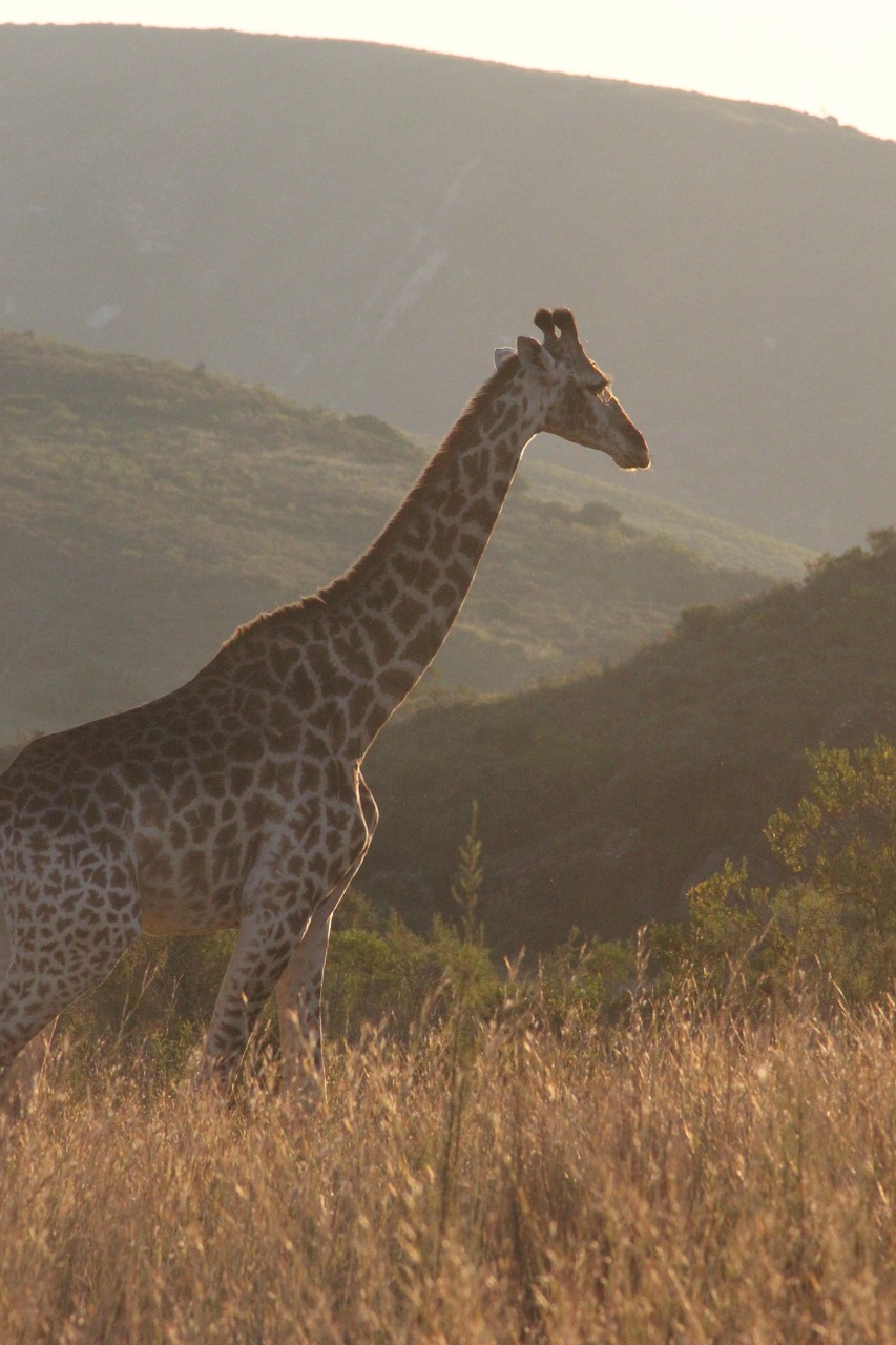Žirafa, Afrika, Gamta, Laukinė Gamta, Gyvūnas, Savanna, Žolė, Kraštovaizdis, Pietų Afrika, Saulėlydis